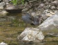 /album/some-overseas-trips/plumbeous-water-redstart-female-corbett-park-jpg/